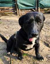 DÖMPER, Hund, Mischlingshund in Ungarn - Bild 10