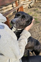 DÖMPER, Hund, Mischlingshund in Ungarn - Bild 11