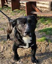 DÖMPER, Hund, Mischlingshund in Ungarn - Bild 2