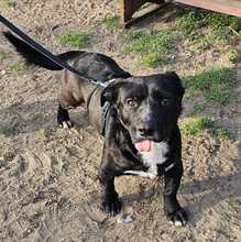 DÖMPER, Hund, Mischlingshund in Ungarn - Bild 3