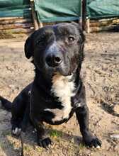 DÖMPER, Hund, Mischlingshund in Ungarn - Bild 4