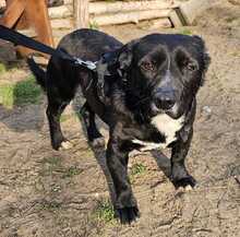 DÖMPER, Hund, Mischlingshund in Ungarn - Bild 5