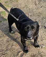 DÖMPER, Hund, Mischlingshund in Ungarn - Bild 6