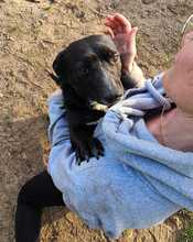 DÖMPER, Hund, Mischlingshund in Ungarn - Bild 8