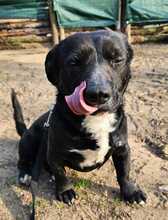 DÖMPER, Hund, Mischlingshund in Ungarn - Bild 9