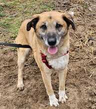 RICKI, Hund, Mischlingshund in Ungarn - Bild 1