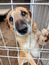 RICKI, Hund, Mischlingshund in Ungarn - Bild 10