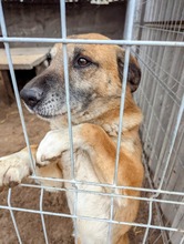 RICKI, Hund, Mischlingshund in Ungarn - Bild 11
