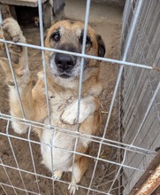 RICKI, Hund, Mischlingshund in Ungarn - Bild 12
