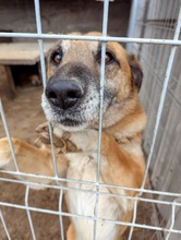 RICKI, Hund, Mischlingshund in Ungarn - Bild 14