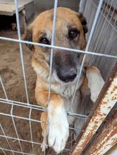 RICKI, Hund, Mischlingshund in Ungarn - Bild 15