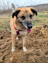 RICKI, Hund, Mischlingshund in Ungarn - Bild 16