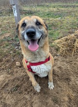 RICKI, Hund, Mischlingshund in Ungarn - Bild 17