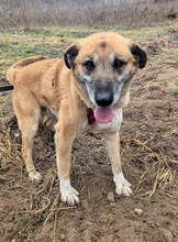 RICKI, Hund, Mischlingshund in Ungarn - Bild 18