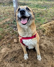RICKI, Hund, Mischlingshund in Ungarn - Bild 19