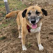 RICKI, Hund, Mischlingshund in Ungarn - Bild 2