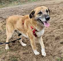 RICKI, Hund, Mischlingshund in Ungarn - Bild 3
