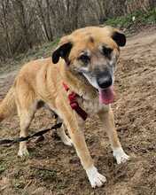 RICKI, Hund, Mischlingshund in Ungarn - Bild 4