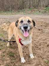 RICKI, Hund, Mischlingshund in Ungarn - Bild 6