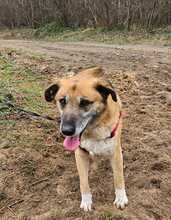 RICKI, Hund, Mischlingshund in Ungarn - Bild 7