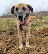 RICKI, Hund, Mischlingshund in Ungarn - Bild 8