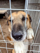 RICKI, Hund, Mischlingshund in Ungarn - Bild 9