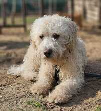 TUPIR, Hund, Puli-Mix in Ungarn - Bild 1