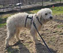 TUPIR, Hund, Puli-Mix in Ungarn - Bild 10