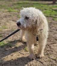TUPIR, Hund, Puli-Mix in Ungarn - Bild 11