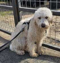 TUPIR, Hund, Puli-Mix in Ungarn - Bild 12