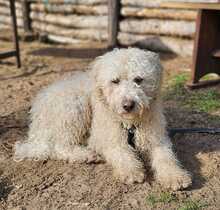 TUPIR, Hund, Puli-Mix in Ungarn - Bild 2