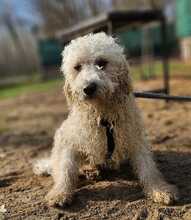TUPIR, Hund, Puli-Mix in Ungarn - Bild 3
