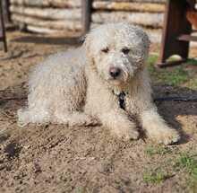 TUPIR, Hund, Puli-Mix in Ungarn - Bild 4