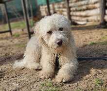 TUPIR, Hund, Puli-Mix in Ungarn - Bild 5