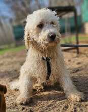 TUPIR, Hund, Puli-Mix in Ungarn - Bild 6