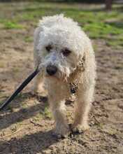 TUPIR, Hund, Puli-Mix in Ungarn - Bild 7