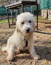 TUPIR, Hund, Puli-Mix in Ungarn - Bild 8