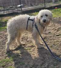 TUPIR, Hund, Puli-Mix in Ungarn - Bild 9