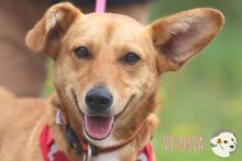 VITORIA, Hund, Podengo-Mix in Portugal - Bild 1