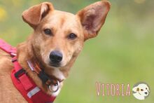 VITORIA, Hund, Podengo-Mix in Portugal - Bild 2