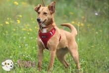 VITORIA, Hund, Podengo-Mix in Portugal - Bild 3