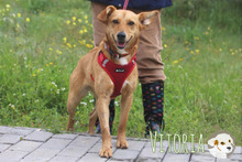 VITORIA, Hund, Podengo-Mix in Portugal - Bild 4