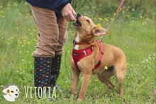 VITORIA, Hund, Podengo-Mix in Portugal - Bild 5
