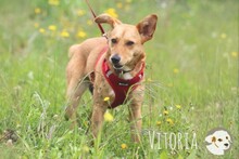 VITORIA, Hund, Podengo-Mix in Portugal - Bild 6