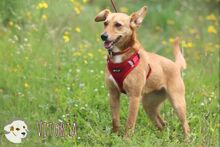 VITORIA, Hund, Podengo-Mix in Portugal - Bild 7