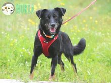 NURIA, Hund, Podengo-Mix in Portugal - Bild 1