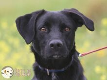 BRIGAS, Hund, Podengo-Mix in Portugal - Bild 1