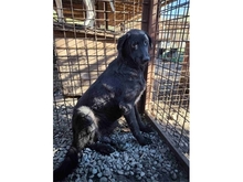 AMIA, Hund, Mischlingshund in Rumänien - Bild 2