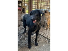 AMIA, Hund, Mischlingshund in Rumänien - Bild 4