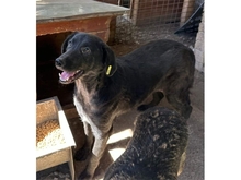 AMIA, Hund, Mischlingshund in Rumänien - Bild 5